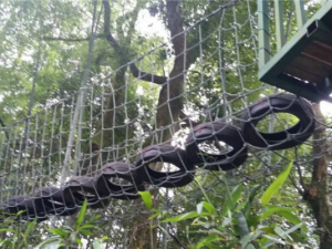 丛林穿越